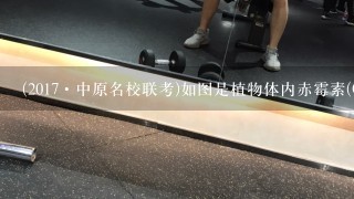 (2017·中原名校联考)如图是植物体内赤霉素(GA)和脱落酸(ABA)的形成过程，下列相关说法，不正确的是( )