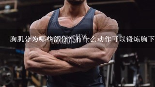 胸肌分为哪些部分？有什么动作可以锻炼胸下肌？